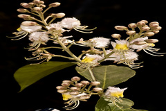 Hiptage benghalensis